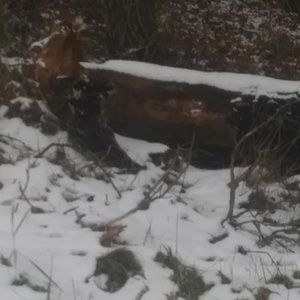 Meet your Posher, Robbie